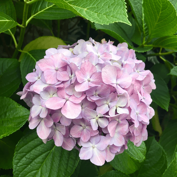 紫陽花
